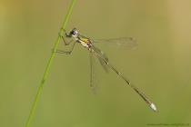 Kleine Binsenjungfer